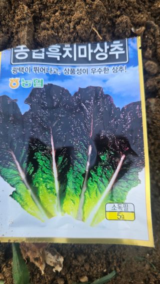 전영순님의 상추 · 영농일지 작성글 사진