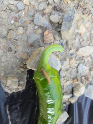 윤자용11대임후회장님의 고추 · 영농일지 작성글 사진