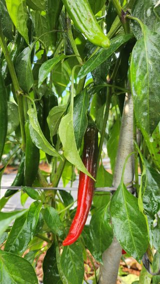 팜블리분매리농윈님의 고추 · 영농일지 작성글 사진