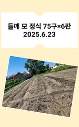 팜모닝 들깨·영농일지 게시글 이미지