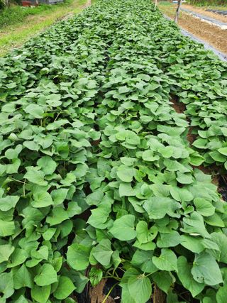 두릅나무6735님의 기타작물 · 영농일지 작성글 사진