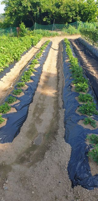 Kns4324님의 기타작물 · 영농일지 작성글 사진