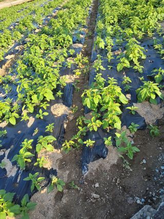 최유순님의 기타작물 · 영농일지 작성글 사진