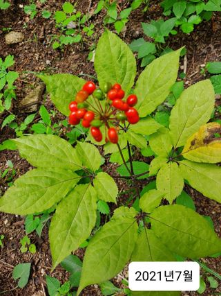 Yena1139님의 기타작물 · 영농일지 작성글 사진