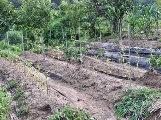 형남영님의 기타작물 · 영농일지 작성글 사진