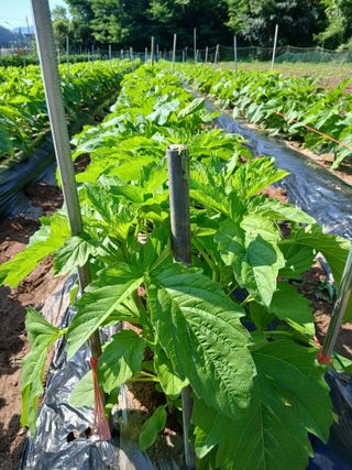 김성구님의 참깨 · 영농일지 작성글 사진