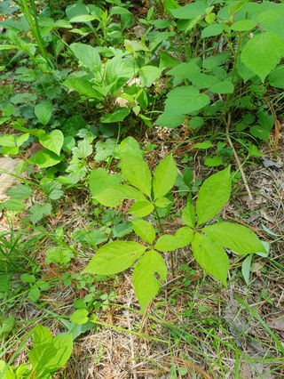 Yena1139님의 기타작물 · 영농일지 작성글 사진