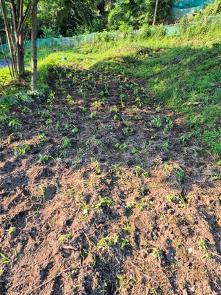 진문거사님의 들깨 · 영농일지 작성글 사진