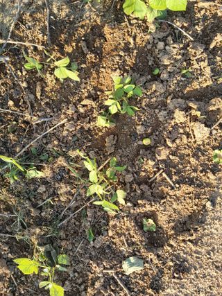 최유순님의 기타작물 · 영농일지 작성글 사진