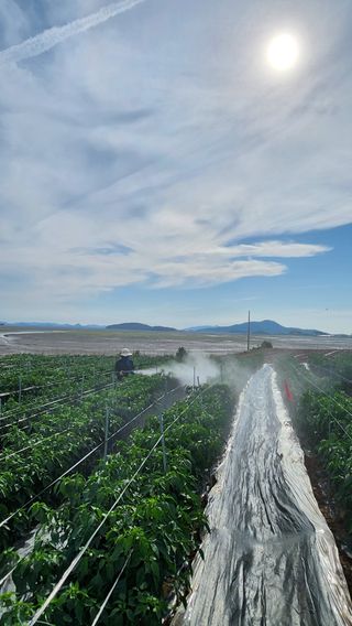 팜블리분매리농윈님의 고추 · 영농일지 작성글 사진