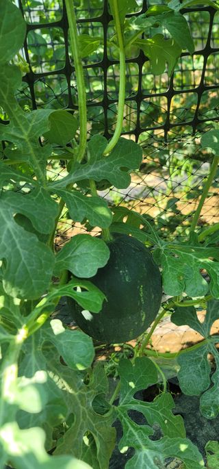 신영식님의 기타작물 · 영농일지 작성글 사진