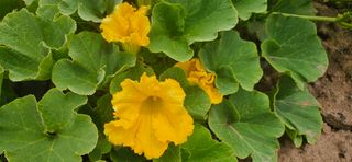 김화석님의 기타작물 · 영농일지 작성글 사진