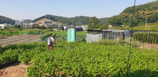 Kns4324님의 기타작물 · 영농일지 작성글 사진