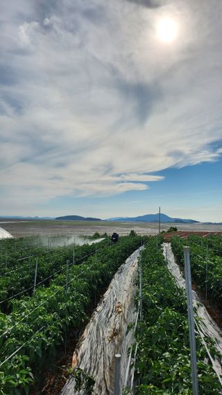 팜블리분매리농윈님의 고추 · 영농일지 작성글 사진