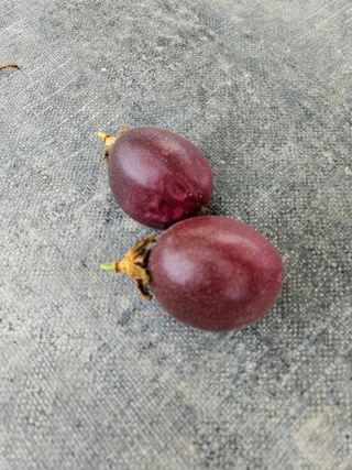 박미라님의 기타작물 · 영농일지 작성글 사진