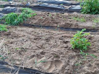 형남영님의 기타작물 · 영농일지 작성글 사진