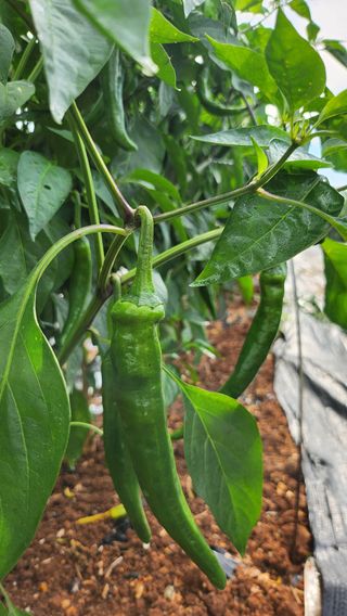 팜블리분매리농윈님의 고추 · 영농일지 작성글 사진