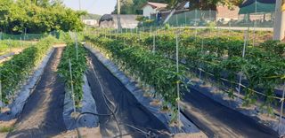 Kns4324님의 기타작물 · 영농일지 작성글 사진