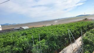 팜블리분매리농윈님의 고추 · 영농일지 작성글 사진