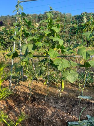 정의현님의 오이 · 영농일지 작성글 사진