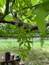 팜모닝 기타작물·영농일지 게시글 이미지