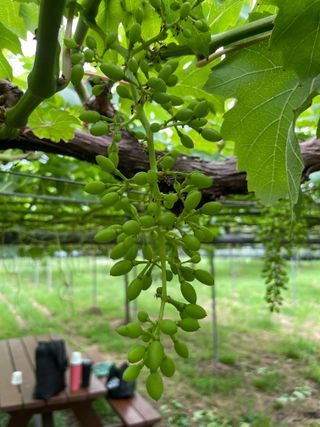 별@노래농장(정씨)님의 기타작물 · 영농일지 작성글 사진