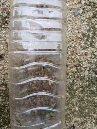 최남옥님의 기타작물 · 영농일지 작성글 사진