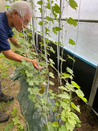 별@노래농장(정씨)님의 기타작물 · 영농일지 작성글 사진