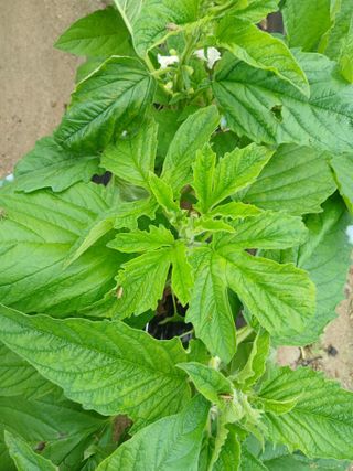 최남옥님의 기타작물 · 영농일지 작성글 사진