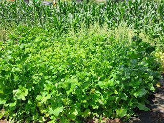 홍성호님의 기타작물 · 영농일지 작성글 사진