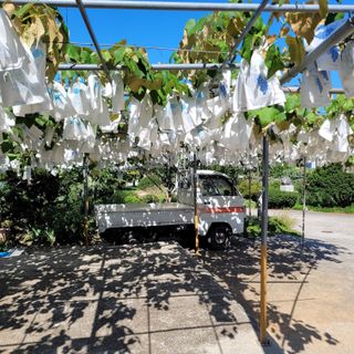 윤준영님의 포도 · 영농일지 작성글 사진