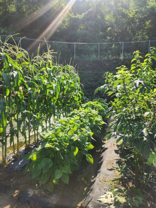 김응진님의 고추 · 영농일지 작성글 사진