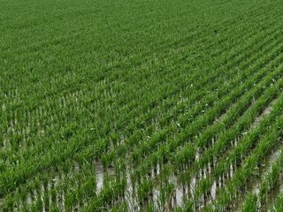 하이론님의 벼 · 영농일지 작성글 사진