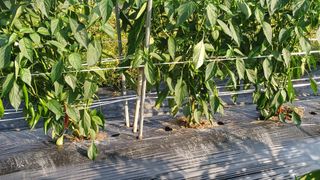 나그네님의 고추 · 영농일지 작성글 사진