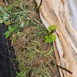 팜모닝 기타작물·영농일지 게시글 이미지