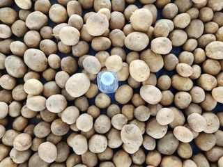 아침못자연농원님의 감자 · 영농일지 작성글 사진