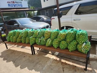 두릅나무님의 매실 · 영농일지 작성글 사진