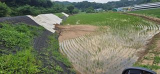 볘 전업농 미소진미님의 기타작물 · 영농일지 작성글 사진