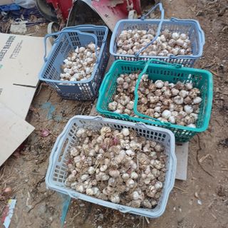 김진영님의 콩 · 영농일지 작성글 사진