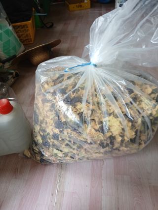 백영호님의 감자 · 영농일지 작성글 사진