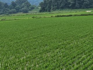 하이론님의 벼 · 영농일지 작성글 사진