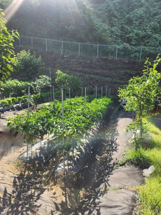 김응진님의 고추 · 영농일지 작성글 사진