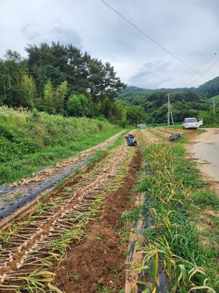 엘림농장님의 마늘 · 영농일지 작성글 사진