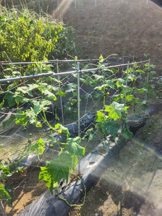 김응진님의 고추 · 영농일지 작성글 사진