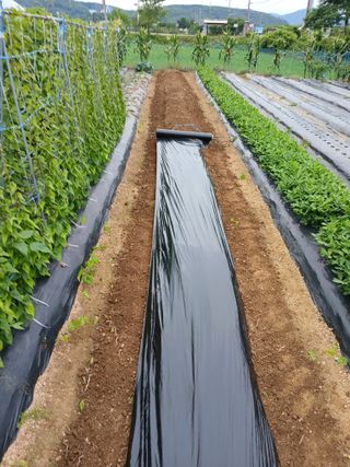 백영호님의 감자 · 영농일지 작성글 사진