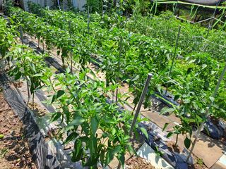 홍성호님의 기타작물 · 영농일지 작성글 사진