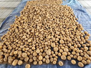 아침못자연농원님의 감자 · 영농일지 작성글 사진