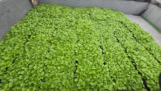 최경숙님의 들깨 · 영농일지 작성글 사진