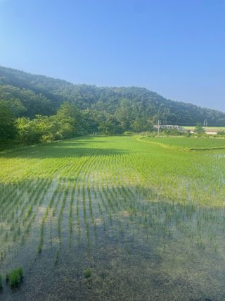 별@노래농장(정씨)님의 벼 · 영농일지 작성글 사진