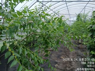 오름머리님의 기타작물 · 영농일지 작성글 사진